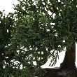 DECO BONSAI VAZA H36 116179 JJA