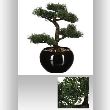 DECO BONSAI VAZA H36 116179 JJA