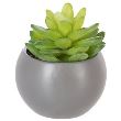 DECO PLANTA GRASSE H13 145000 JJA