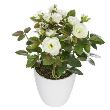 FLOARE ALBA VAS CERAMICA MELA 155715 JJA