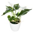 FLOARE ALBA VAS CERAMICA MELA 155715 JJA