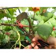 APARAT LEGAT VITA VIE LEGUME POMI FRUCTIFERI GF-0200
