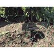 PICHETI FIXAT PLASE/FOLII LA SOL 12.5CM 20B 2019785