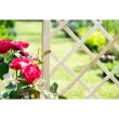 PANOU GARD KORAL L 165/180X180 231500