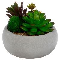 PLANTE SUCULENTE VAS CIMENT 145026 JJA