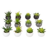 DECO PLANTA GRASSE H13 145000 JJA