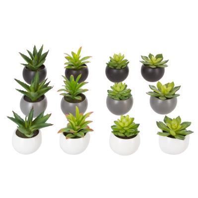 DECO PLANTA GRASSE H13 145000 JJA
