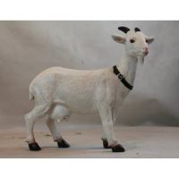 POLY CAPRITA 37X38 9903