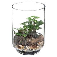 DECO BONSAI TERRARIUM H19 181414