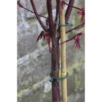 CLEME FIX.PLANTE 40B 5022804 Nortene