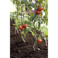 TUTOR SPIRAL TOMATE 1.8M 140181 Nortene
